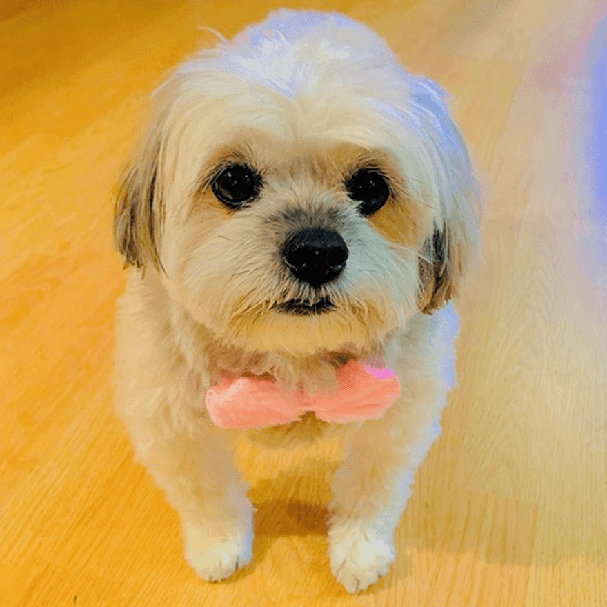 Small white dog wearing a pink bow tie, sitting on a wooden floor.