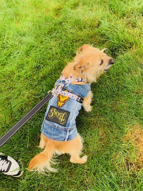 Small dog in a denim jacket walking on grass.
