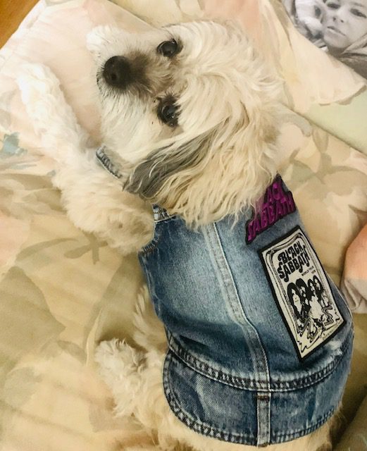 Small dog dressed in denim outfit lying on a bed.