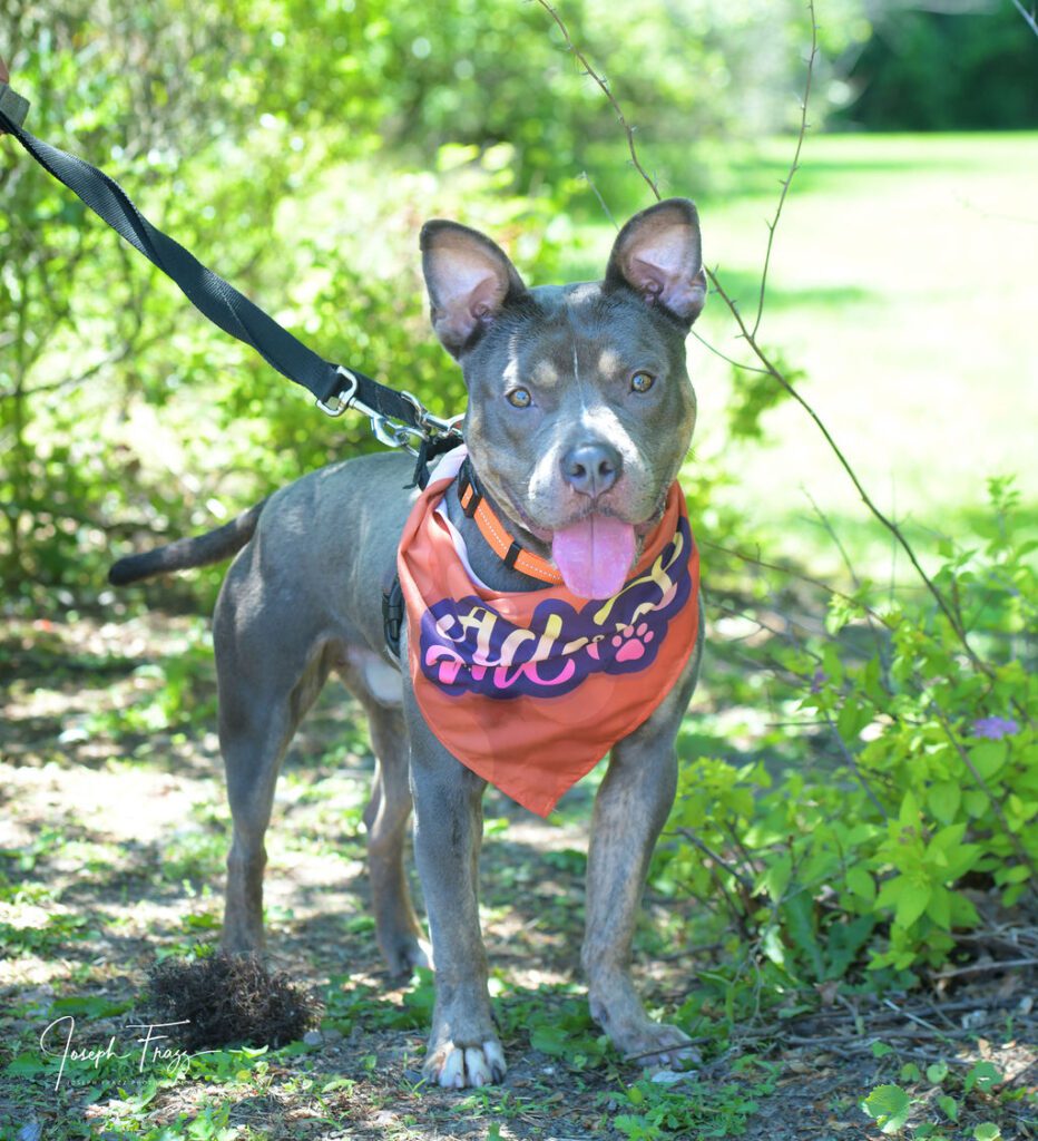 Small dog with large ears wearing an orange bandana in a sunny outdoor setting.