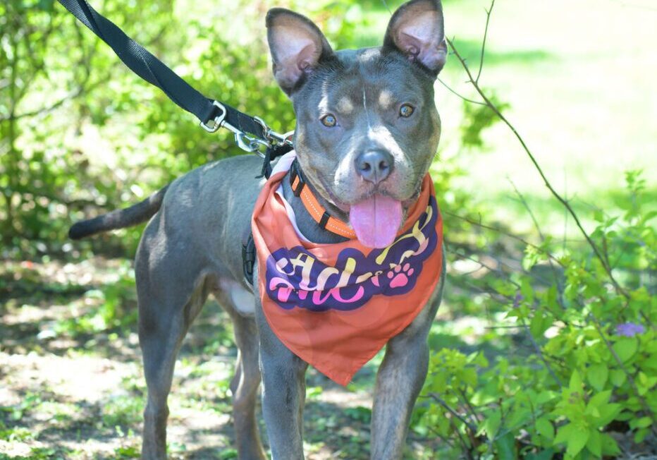 Small dog with large ears wearing an orange bandana in a sunny outdoor setting.